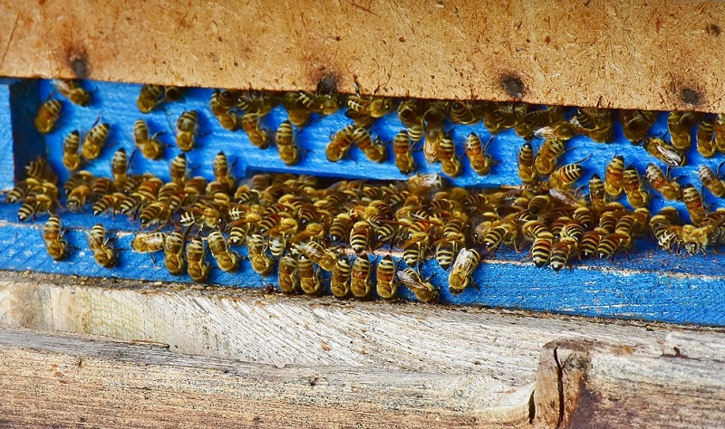 Il furto di api si verifica spesso durante l'inverno o l'autunno